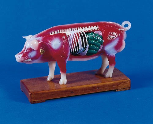 Akupunktur-Schwein