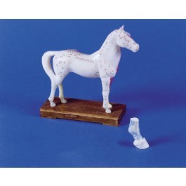 Akupunktur-Pferd