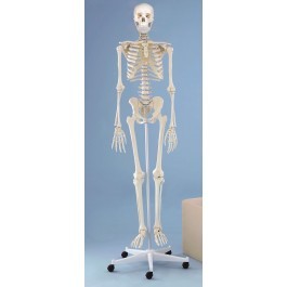 Skelett Modell  „Willi“
