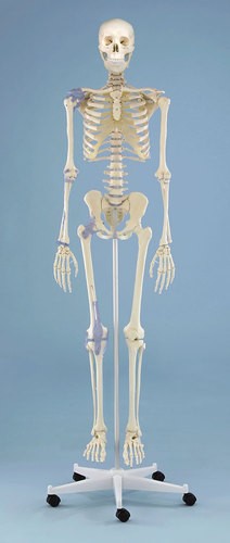  Skelett „Otto“ mit Bandapparat 