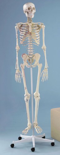 Skelett Modell „Arnold“ mit Muskelmarkierungen