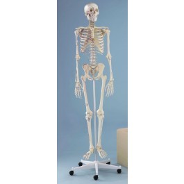 Skelett Modell „Arnold“ mit Muskelmarkierungen