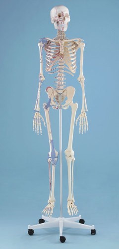 Skelett Modell  „Bert“ mit Muskelmarkierungen und Bandapparat