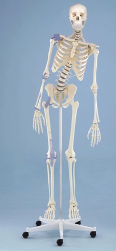 Skelett Modell „Toni“ beweglich, mit Bandapparat