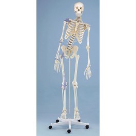 Skelett Modell „Toni“ beweglich, mit Bandapparat