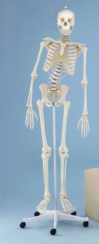  Skelett „Hugo“ mit beweglicher Wirbelsäule 