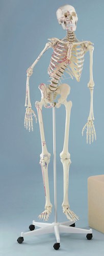 Skelett Modell „Peter“, beweglich, mit Muskelmarkierungen