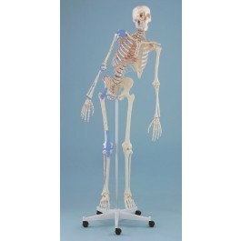 Skelett „Max“ beweglich, mit Muskelmarkierungen und Bandapparat 