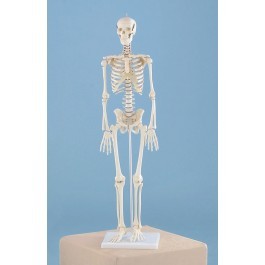Miniatur Skelett Modell „Patrick“