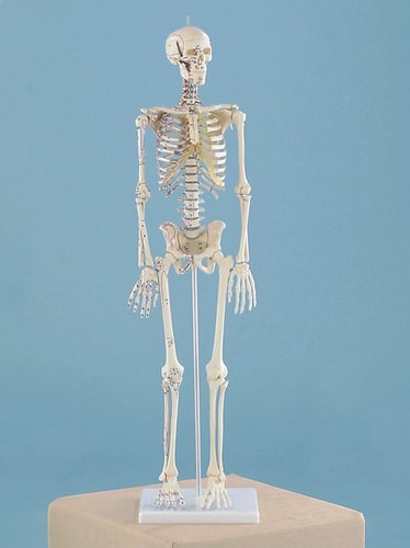  Miniatur-Skelett „Daniel“ mit Muskelmarkierungen 
