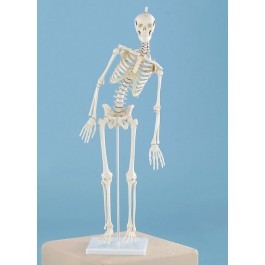 Miniatur Skelett Modell „Paul“ mit beweglicher Wirbelsäule