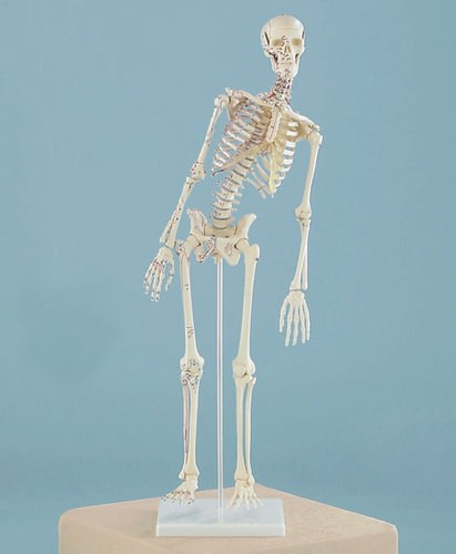 Miniatur Skelett Modell  „Fred“ beweglich, mit Muskelmarkierungen
