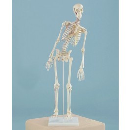 Miniatur Skelett Modell  „Fred“ beweglich, mit Muskelmarkierungen