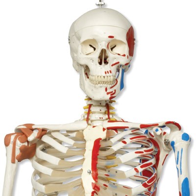 Luxus Skelett Modell Sam