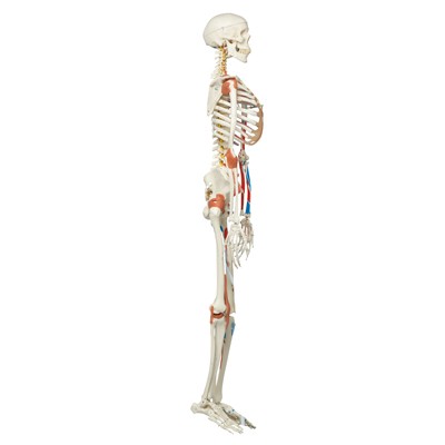 Luxus Skelett Modell Sam