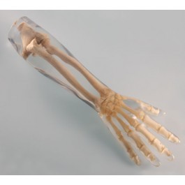Röntgenphantom Unterarm, transparent