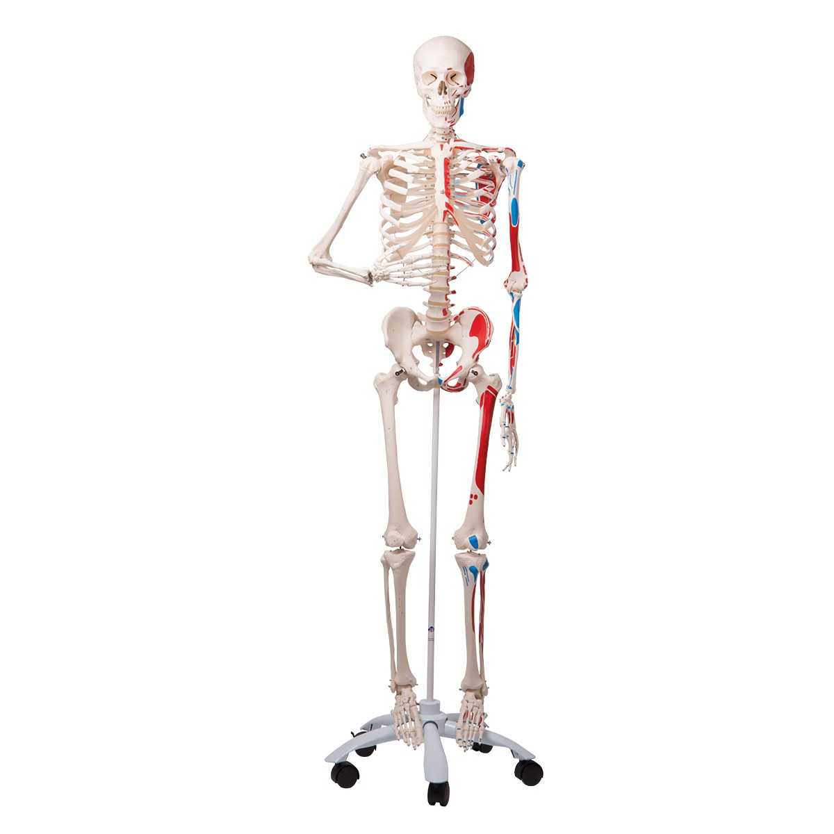 3B Klassik-Skelett Max mit Muskeldarstellung, auf 5-Fuß-Rollenstativ
