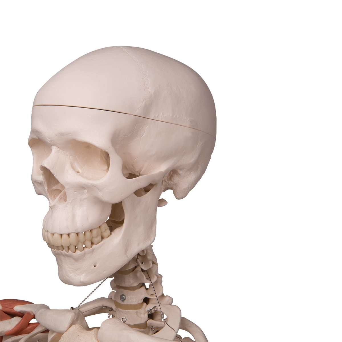 Skelett Modell Leo mit Gelenkbändern, auf 5-Fuß-Rollenstativ