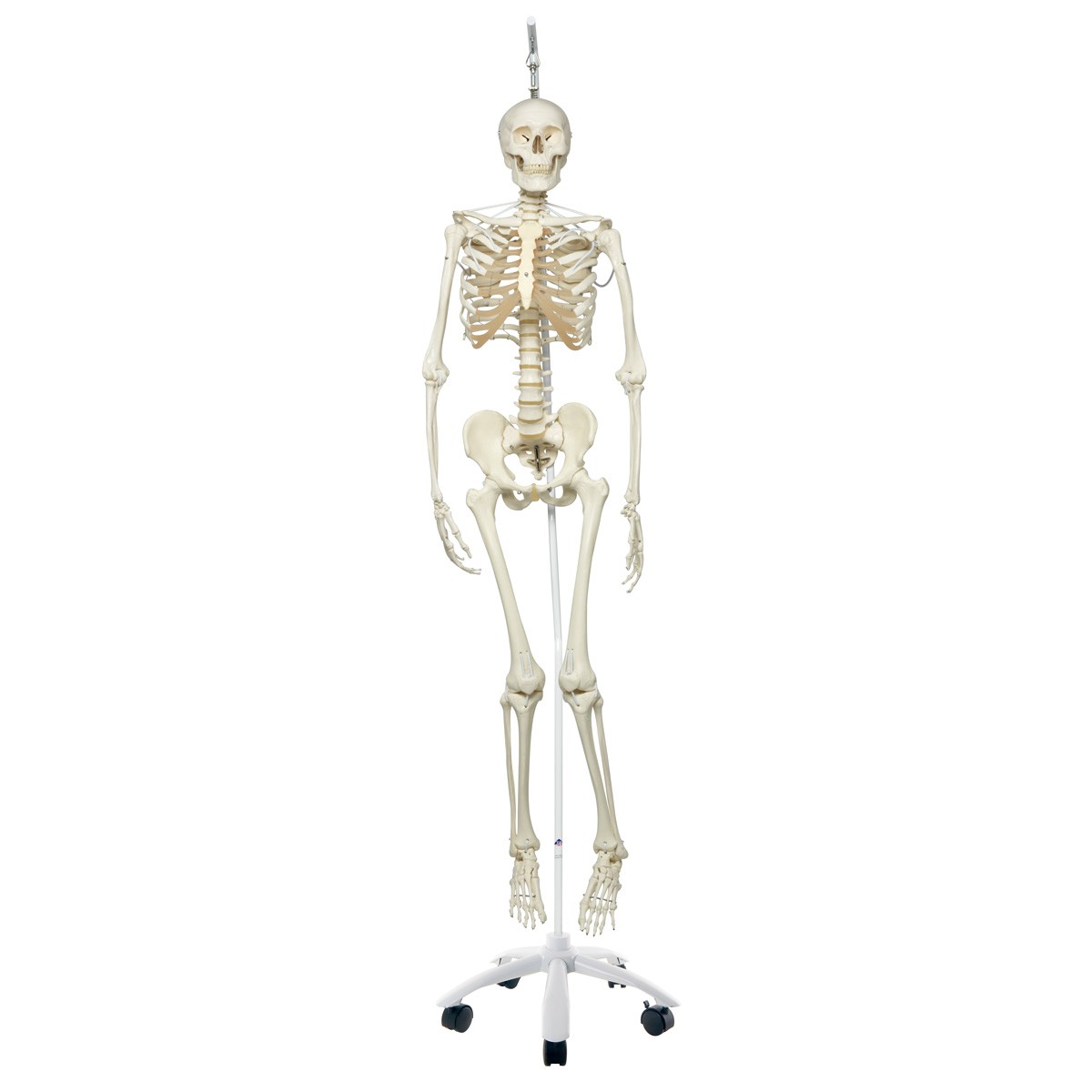 Feldi, das Funktionelle Skelettmodell