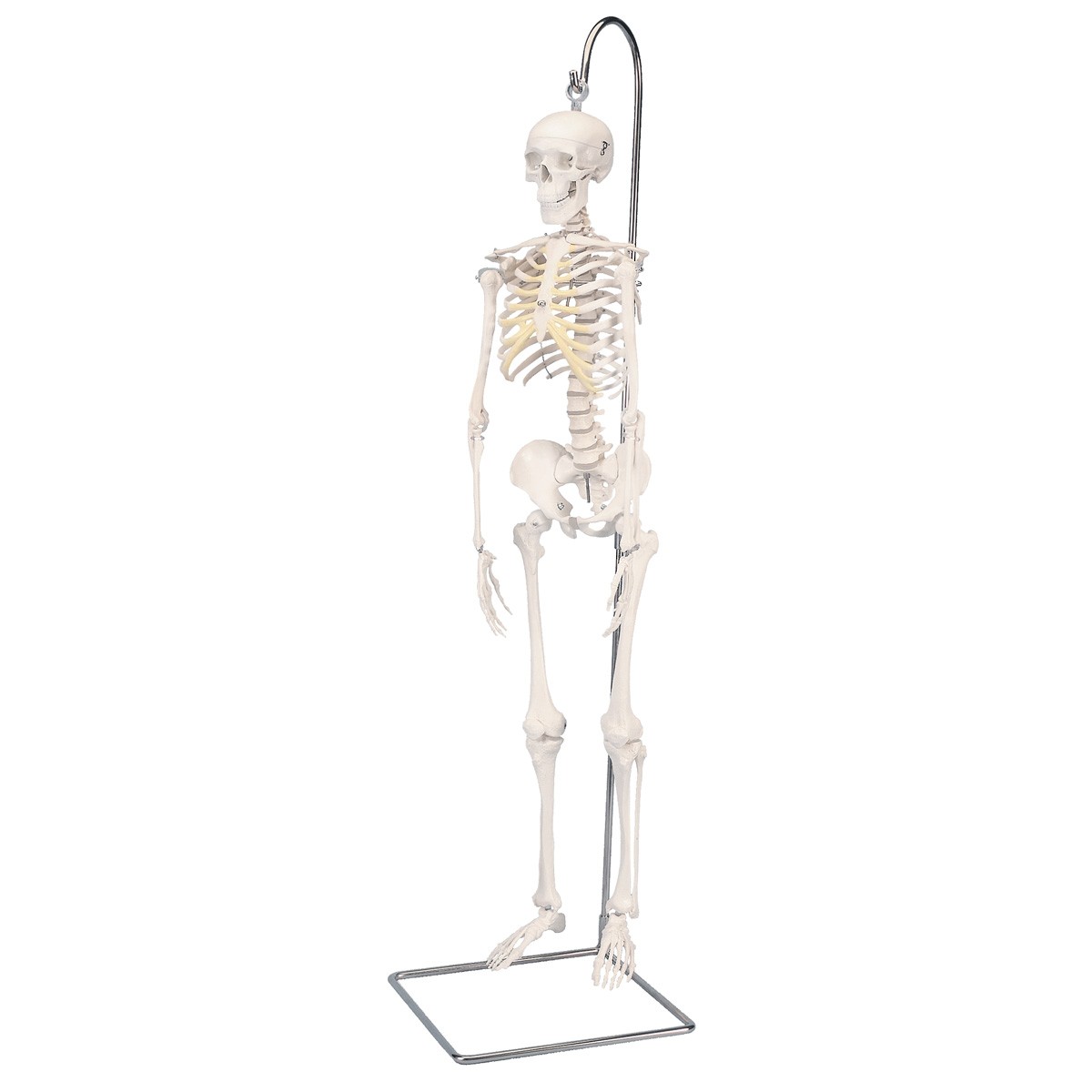 Mini Skelett Modell „Shorty“, auf Hängestativ