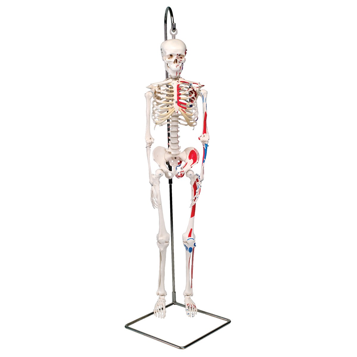 Mini-Skelett „Shorty“ mit Muskelbemalung, auf Hängestativ