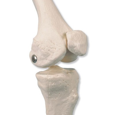 Mini Skelett Modell „Shorty“, auf Sockel