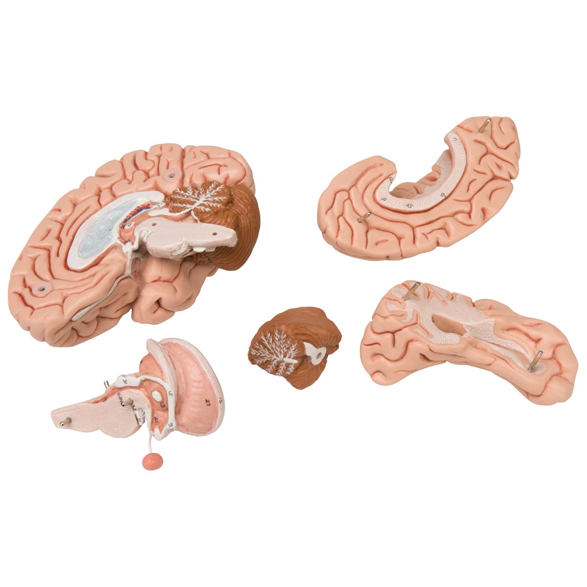 Klassik-Schädel mit Gehirn, 8-teilig