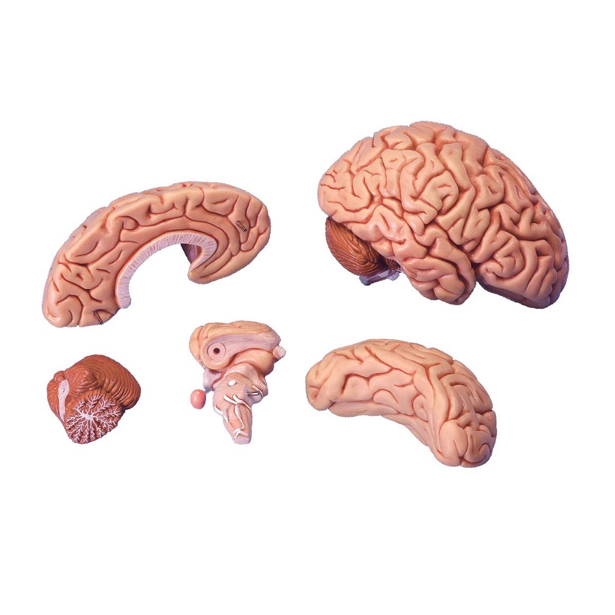 Gehirn Modell