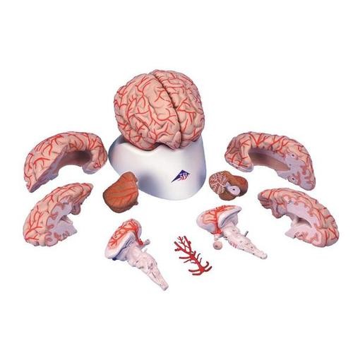 Gehirn Modell mit Arterien