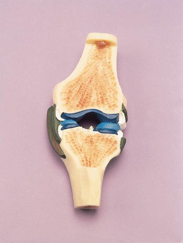 Gelenkschnitt-Modell des Knies