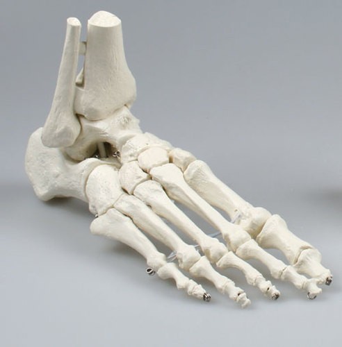 Menschliches Skelett Fuß Und Knöchelgelenk Modell Schlüsselanhänger Kreative 