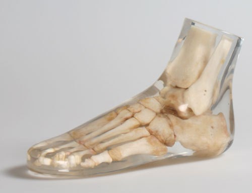 Röntgenphantom Fuß, transparent