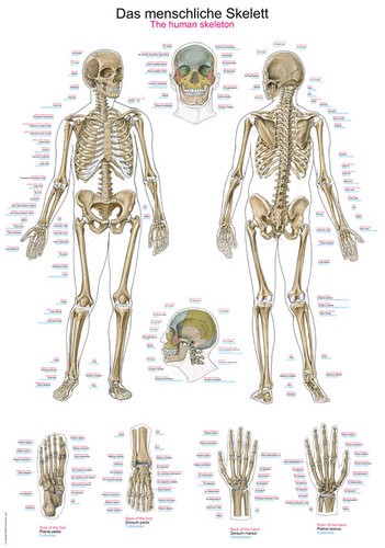 Lehrtafel „Das menschliche Skelett“