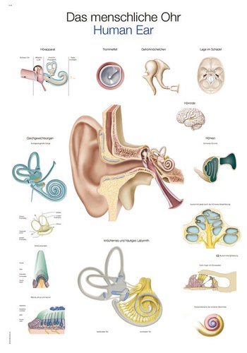 Lehrtafel „Das menschliche Ohr“
