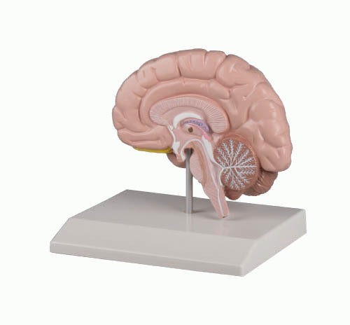 Gehirn Modell 