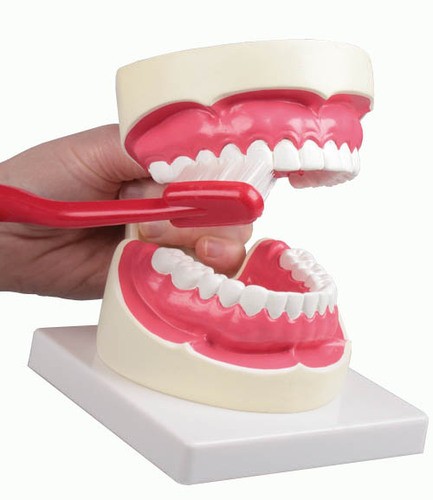 Zahnpflegemodell, 1,5-fache Größe