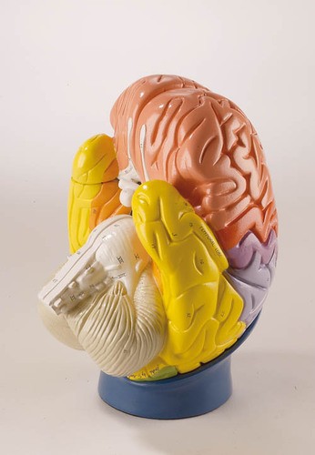 Gehirn Modell   