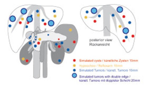 Ultraschall-Übungsmodell Anatomie / Pathologie