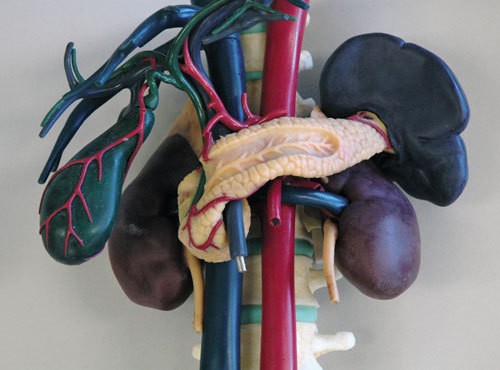Anatomisches Modell für Ultraschallausbildung