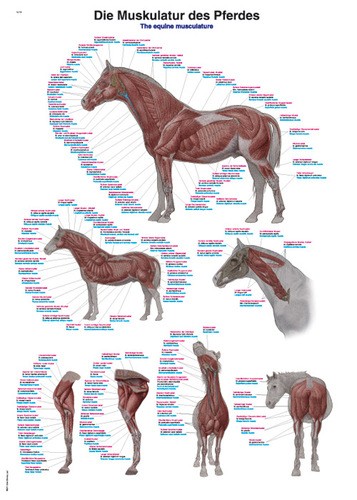 Lehrtafel „Die Muskulatur des Pferdes“