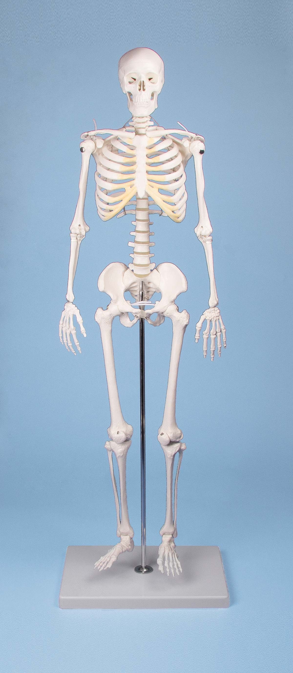 Miniatur-Skelett Tom 1