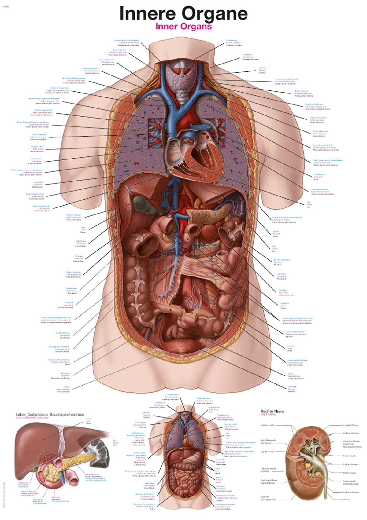 Lehrtafel "Innere Organe" 1