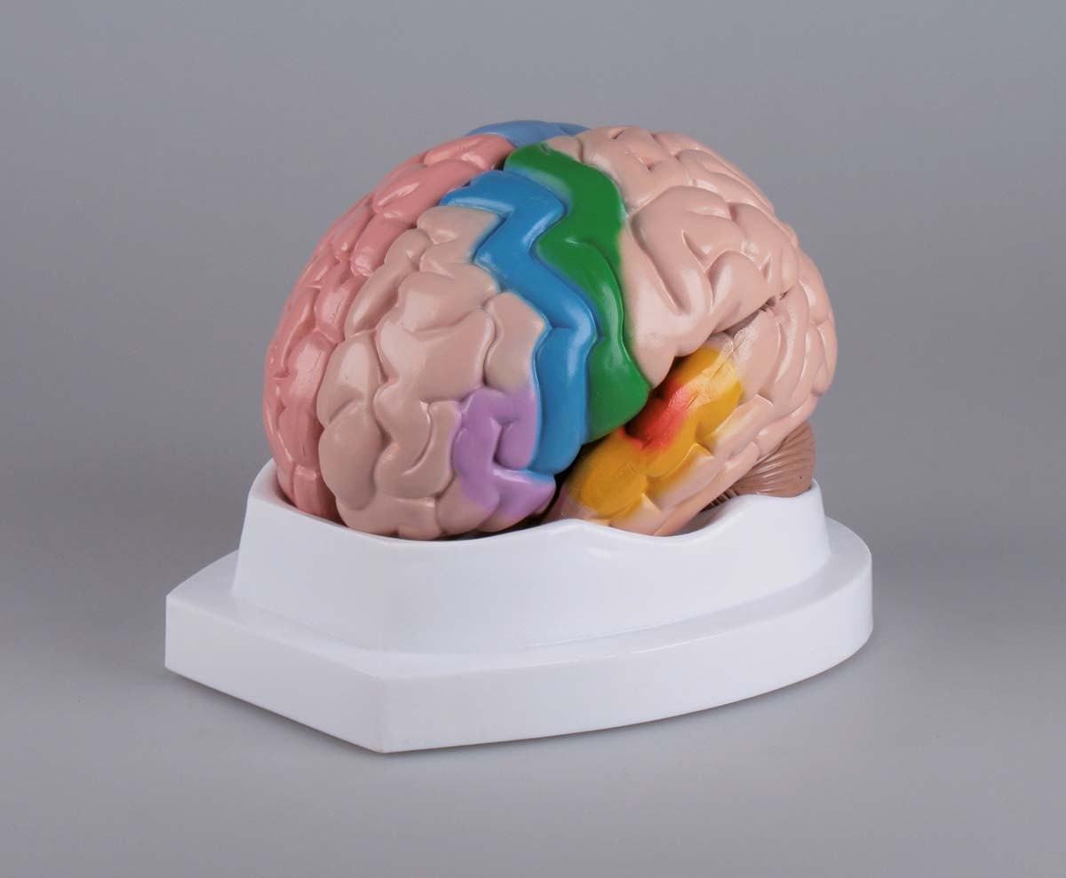 Gehirn, funktionell/regional, 5-teilig 1