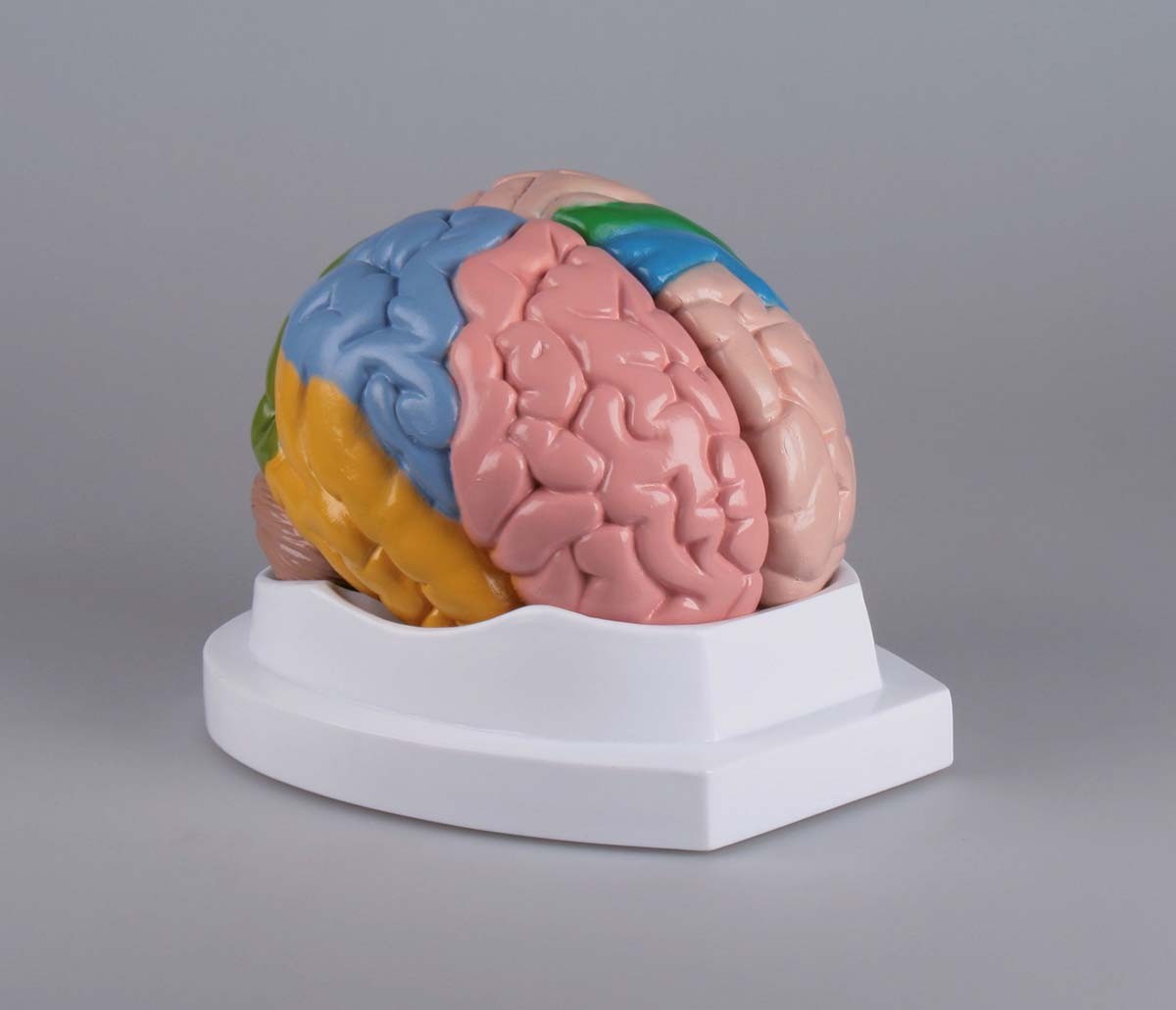 Gehirn, funktionell/regional, 5-teilig 1