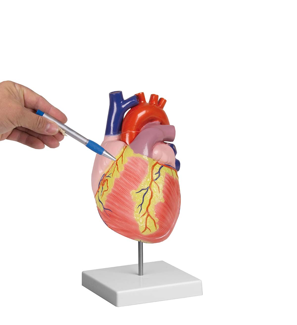 Herzmodell, 2-fache Lebensgröße, 2 Teile 1