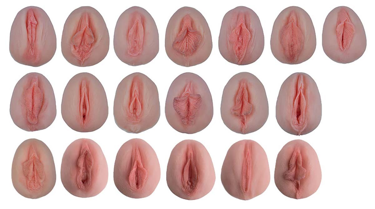 Vulva-Abdrücke mit vergleichender Anatomie