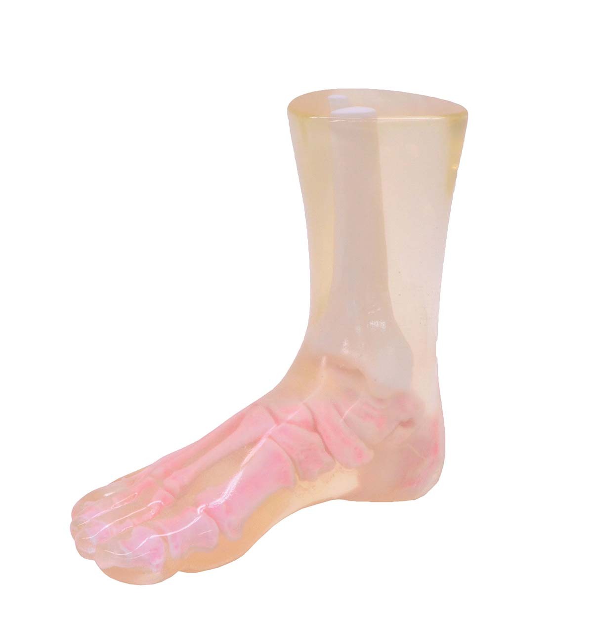Röntgen-Teilphantom mit künstlichen Knochen - Rechter Fuß, transparent 1