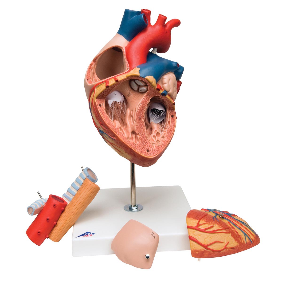 Herz mit Luft- und Speiseröhre, 2-fache Größe, 5-teilig