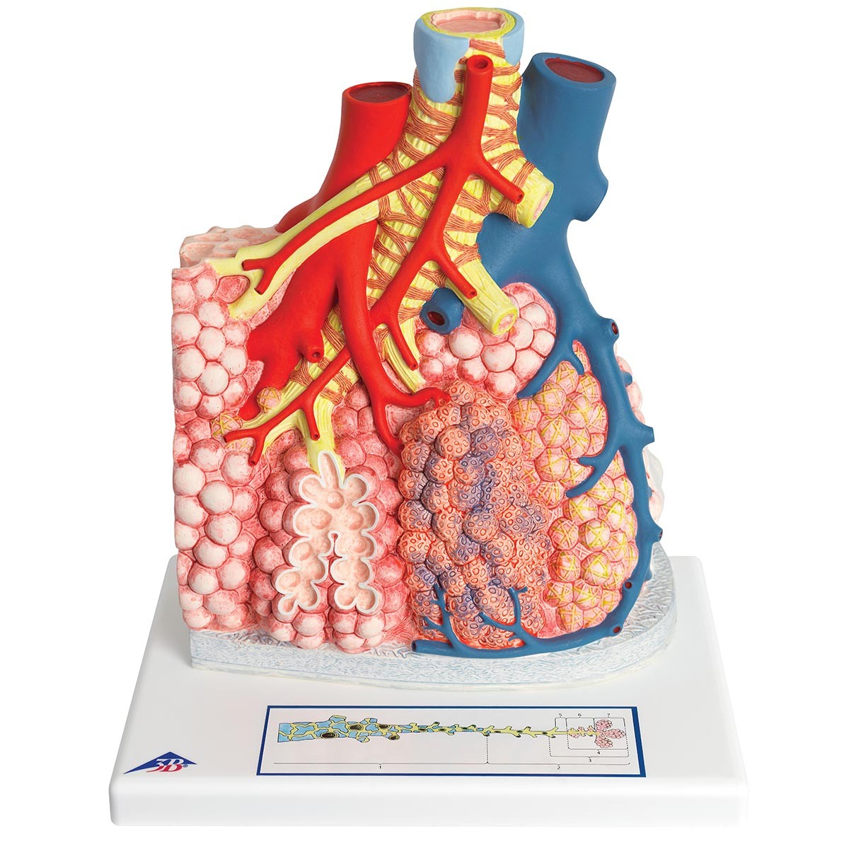 Lungenläppchen mit umgebenden Blutgefäßen
