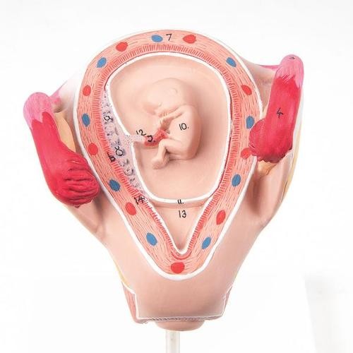 Embryo, 2. Monat